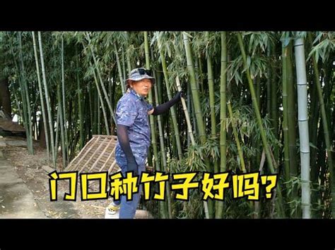 家裡可以種竹子嗎|如何5步掌握簡單種植竹子的技巧？ 